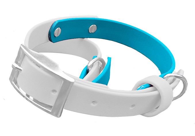 A white collar with a turquoise blue inner lining, featuring a silver buckle and ring, displayed against a plain white background.