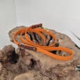 An orange dog lead with brown leather accents and a gold clasp is coiled on a textured wooden surface, with part of a green plant visible to the right.