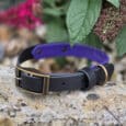 A black and purple dog collar with a brass buckle rests on a stone, surrounded by small rocks and green leaves with clusters of vibrant pink flowers in the background.