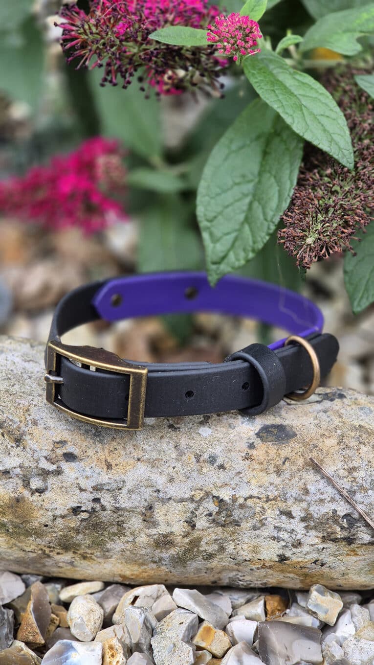 A black and purple dog collar with a brass buckle rests on a stone, surrounded by small rocks and green leaves with clusters of vibrant pink flowers in the background.