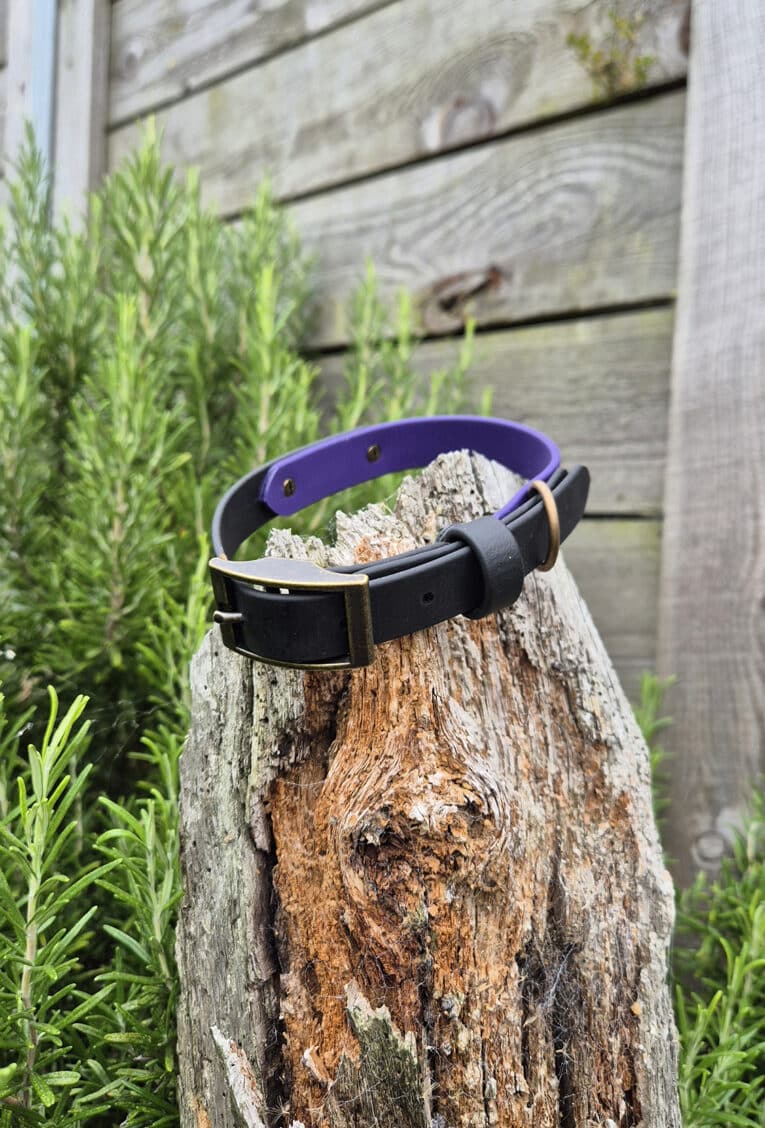 A black and purple dog collar with brass fittings is displayed on a weathered tree stump, surrounded by green foliage and a wooden fence in the background.