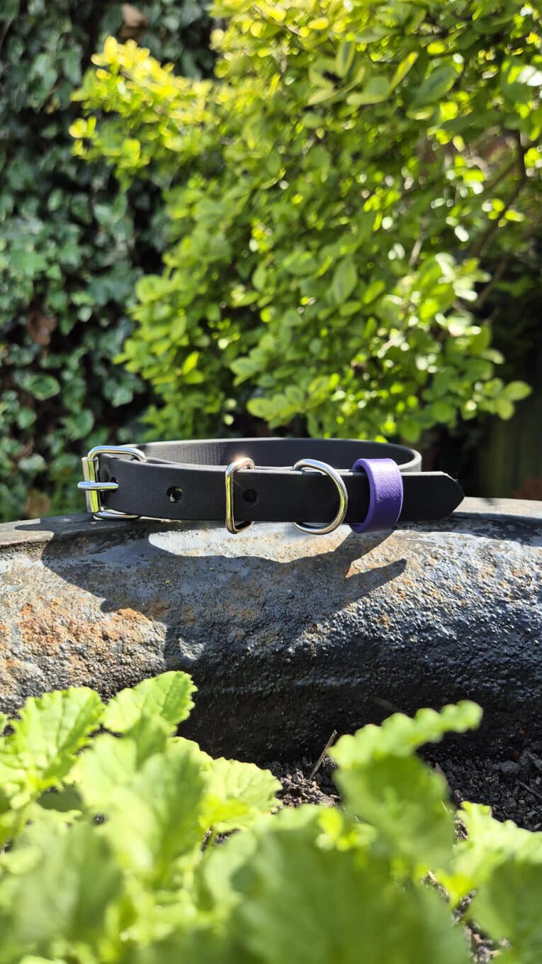 A black collar with a silver buckle and a purple loop rests on a large rock in a sunny garden, surrounded by green leaves and foliage.