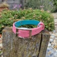A pink and blue dog collar with a silver buckle is displayed on a weathered wooden post, with green plants and gravel in the blurred background.