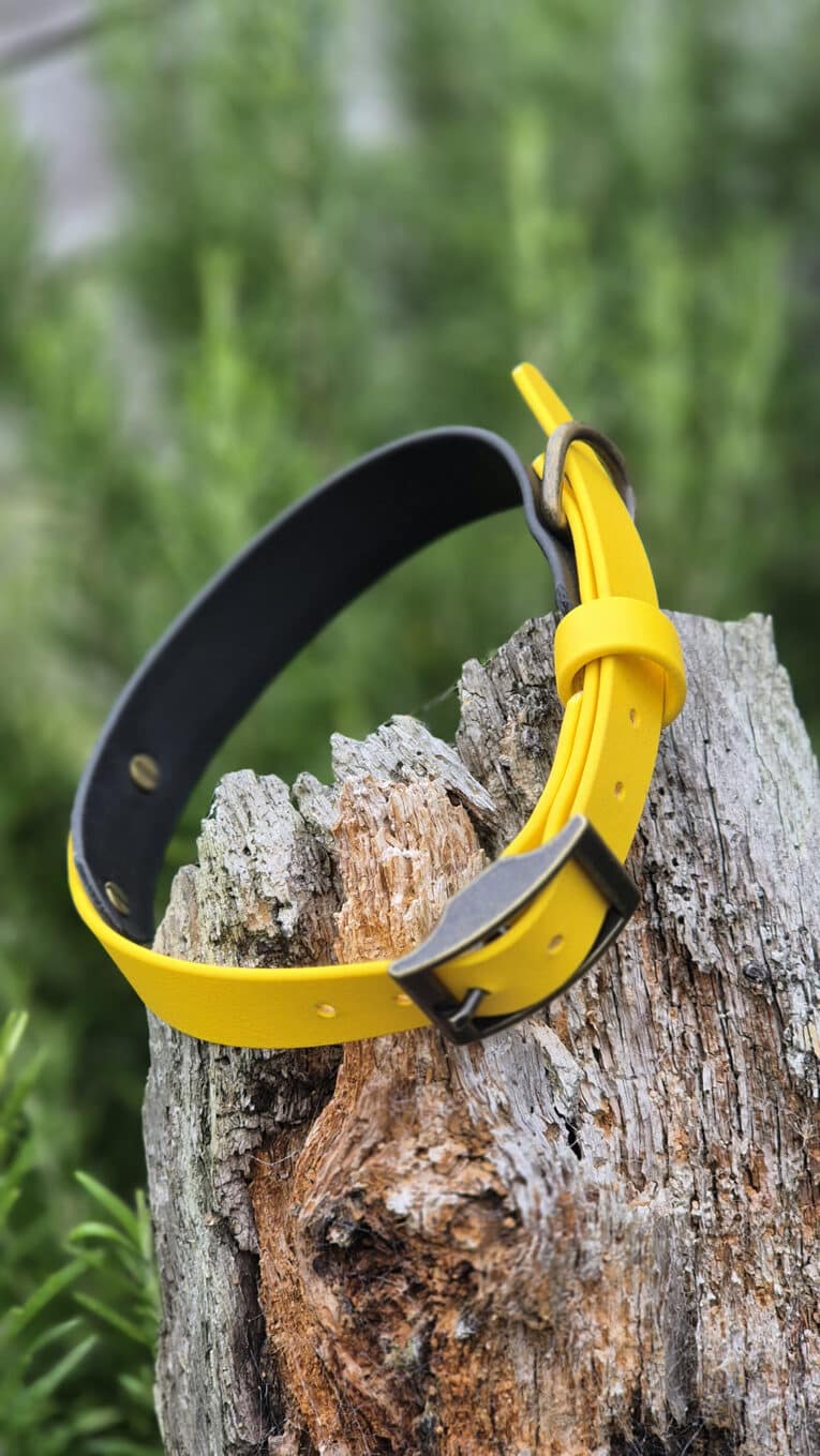 A bright yellow leather collar with a metal buckle is draped over a weathered tree stump, with green foliage blurred in the background.