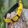 A yellow leather belt with a silver buckle is draped over a weathered tree stump, with green foliage blurred in the background.