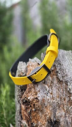 A yellow leather belt with a silver buckle is draped over a weathered tree stump, with green foliage blurred in the background.