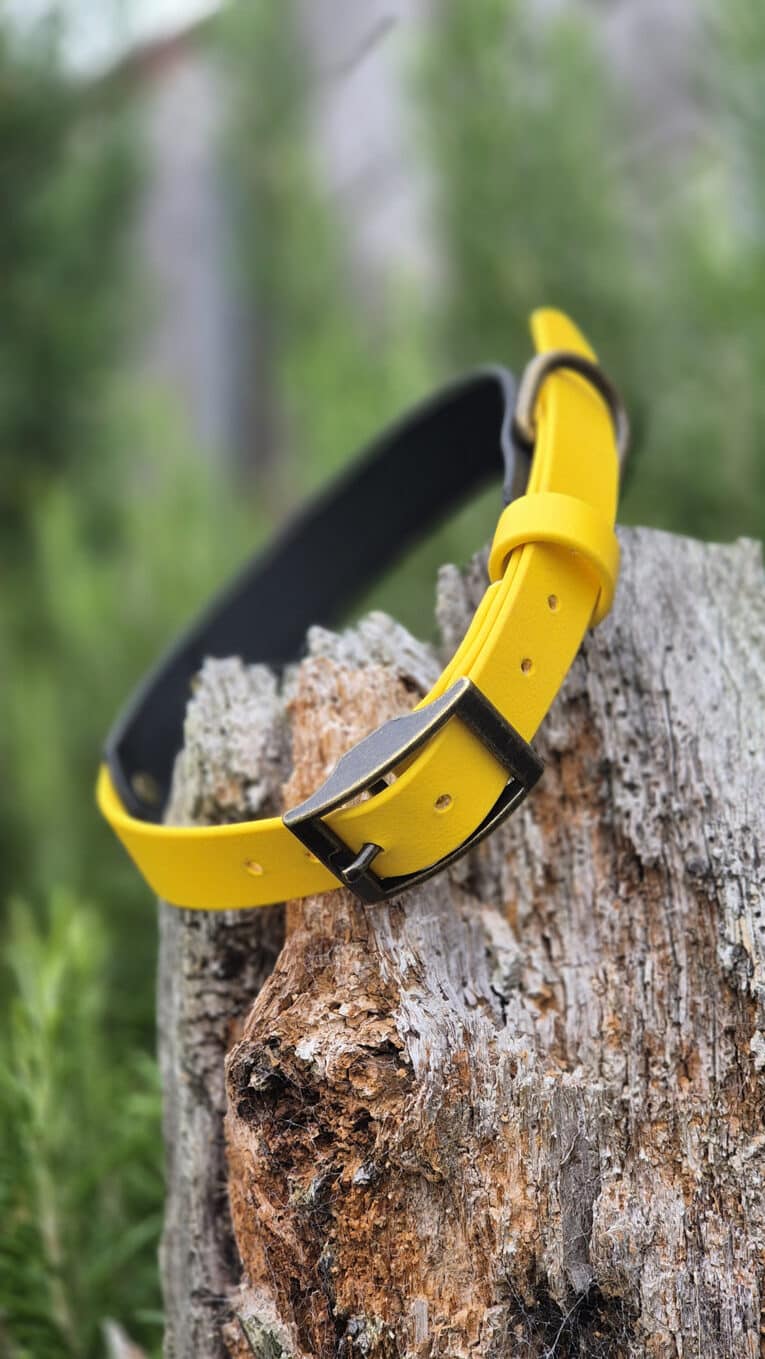 A yellow leather belt with a silver buckle is draped over a weathered tree stump, with green foliage blurred in the background.