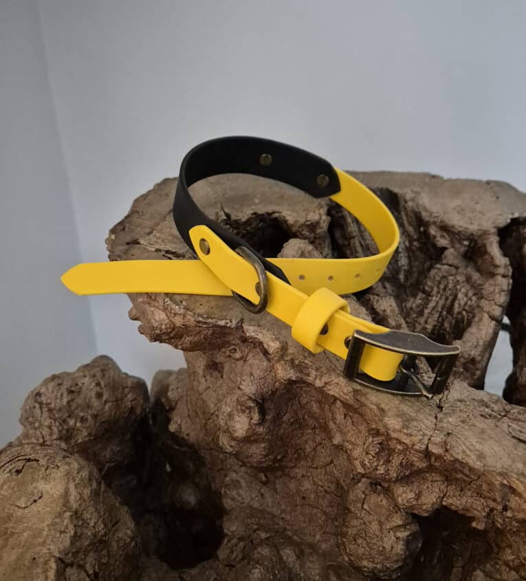 A yellow and black collar with a metal buckle is displayed on a rough, textured piece of wood against a plain background.
