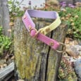 A pastel pink and yellow dog collar with gold fittings is draped over a weathered wooden post in a garden setting among rocks, greenery, and flowers.