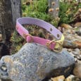 A pink and lavender collar with gold studs and rings rests on a large stone among small rocks and plants in a garden setting.