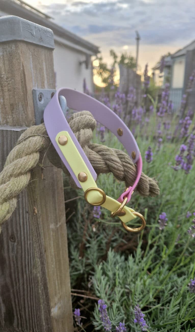 A pastel yellow and lavender dog collar with brass fittings hangs on a thick rope tied to a wooden post, surrounded by blooming lavender plants at sunset.