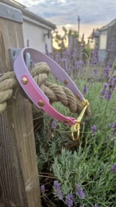 A pink and purple dog collar with brass studs and a gold ring hangs on a thick rope, with lavender flowers and green foliage in the background at sunset.