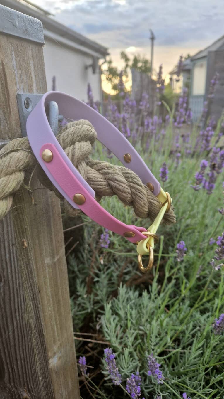 A pink and purple dog collar with brass studs and a gold ring hangs on a thick rope, with lavender flowers and green foliage in the background at sunset.