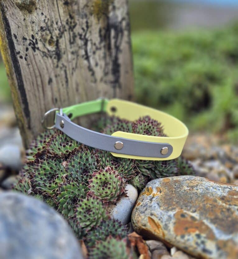 Vibrant yellow and grey custom half slip collar displayed on desert plants, showcasing handmade BioThane dog collar design outdoors.