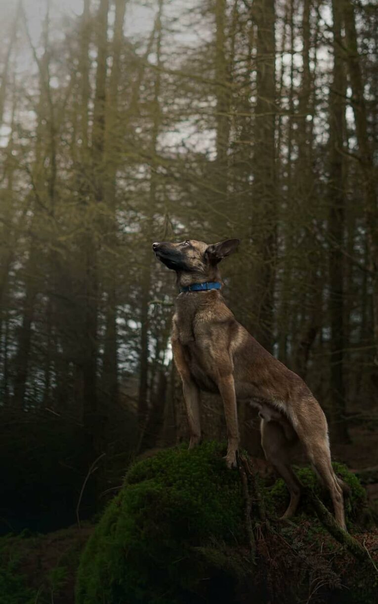 A dog wearing the Driftwood Tapered Collar stands on a mossy rock in a misty forest, looking up with perky ears, surrounded by tall, bare trees and pieces of driftwood.