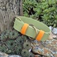 The Custom Extra Wide Single Colour Collar in light green with orange accents and a gold buckle is displayed on succulents and pebbles next to a weathered wooden post in a garden.