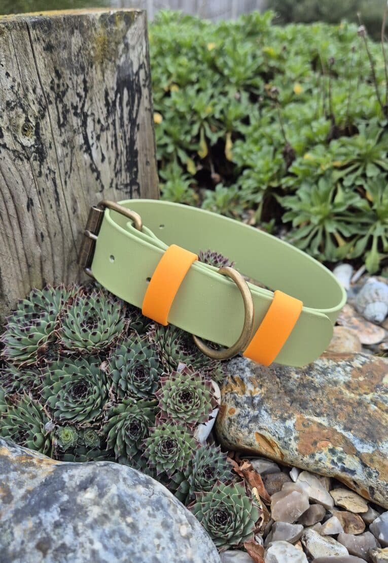The Custom Extra Wide Single Colour Collar in light green with orange accents and a gold buckle is displayed on succulents and pebbles next to a weathered wooden post in a garden.