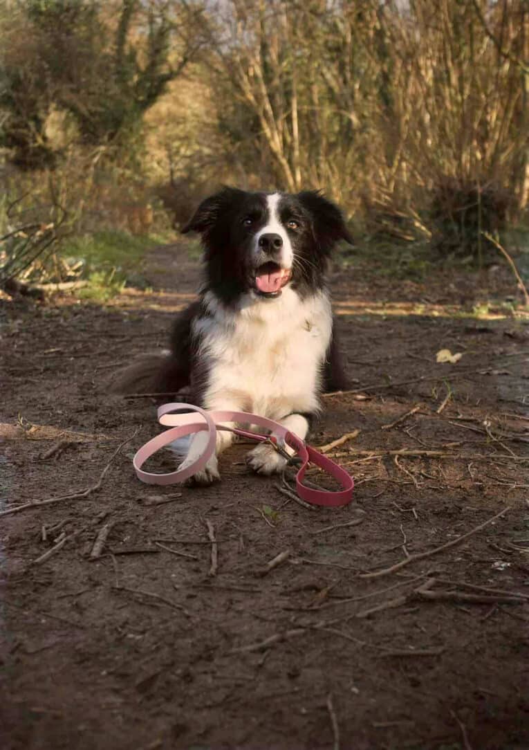 A black and white dog sits on a dirt path in the woods, tongue out and happy. In front, two Custom Two Colour 1.2m Leads—one pink and one red—lie on the ground.