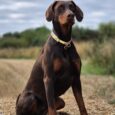 A brown Dobermann wearing the Spring Meadow Half Slip Collar sits on straw outdoors, surrounded by green bushes and a cloudy sky, enjoying the fresh air.