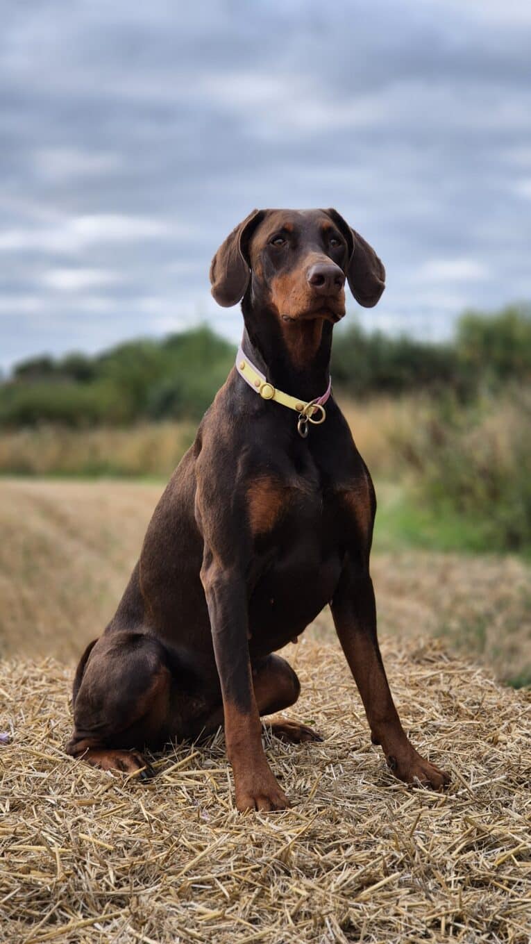 A brown Dobermann wearing the Spring Meadow Half Slip Collar sits on straw outdoors, surrounded by green bushes and a cloudy sky, enjoying the fresh air.
