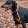 A black and tan dog wearing the Amberwood Tapered Collar and an orange lead stands on autumn leaves in a forest, looking left with its mouth open. The background features trees and blurred amberwood foliage.