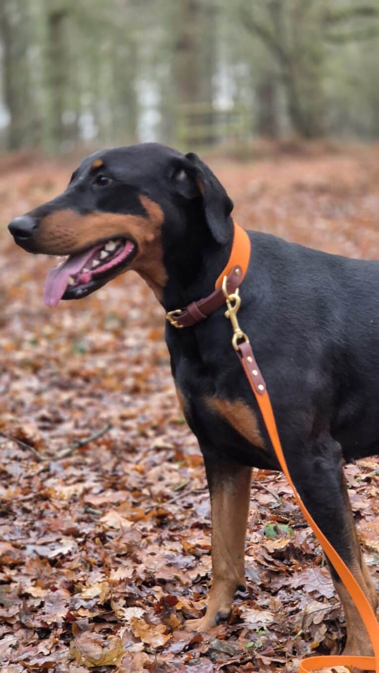 A black and tan dog wearing the Amberwood Tapered Collar and an orange lead stands on autumn leaves in a forest, looking left with its mouth open. The background features trees and blurred amberwood foliage.