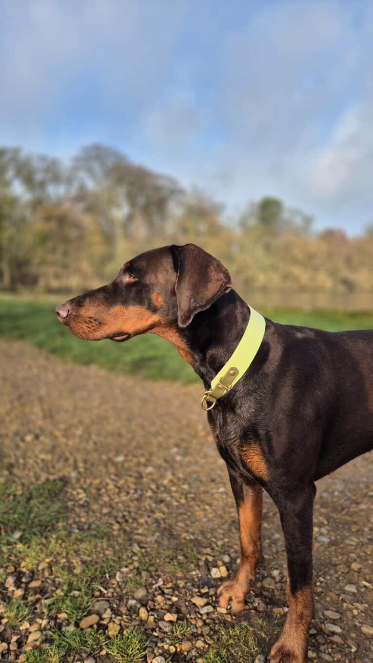 A Dobermann stands alert on a gravel path, wearing a neon yellow Custom Half Slip Collar. Green grass and blurred trees fill the background beneath a partly cloudy sky.