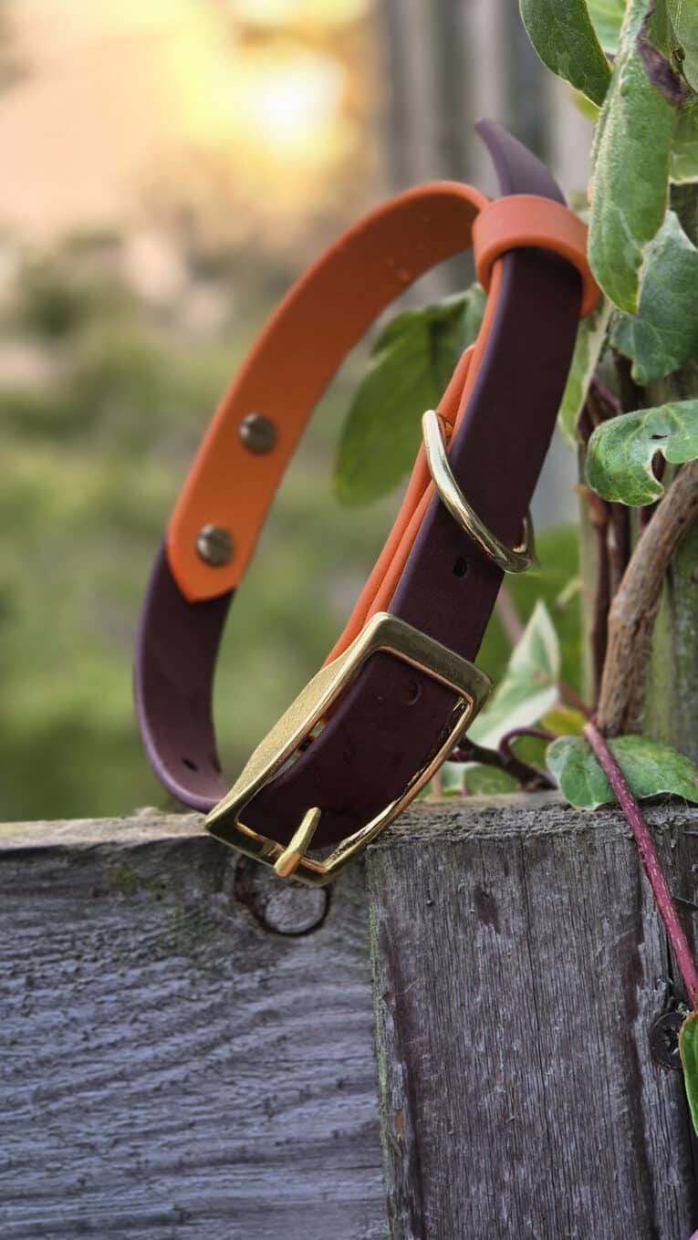 A two-toned dog collar with brown and orange straps and a gold buckle rests on a wooden fence, next to green leafy vines. The background is blurred with natural outdoor scenery.