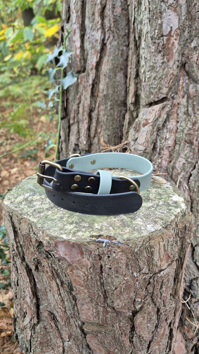 Two leather dog collars, one light blue and one black, with metal buckles, are placed on a tree stump in a forested outdoor setting.