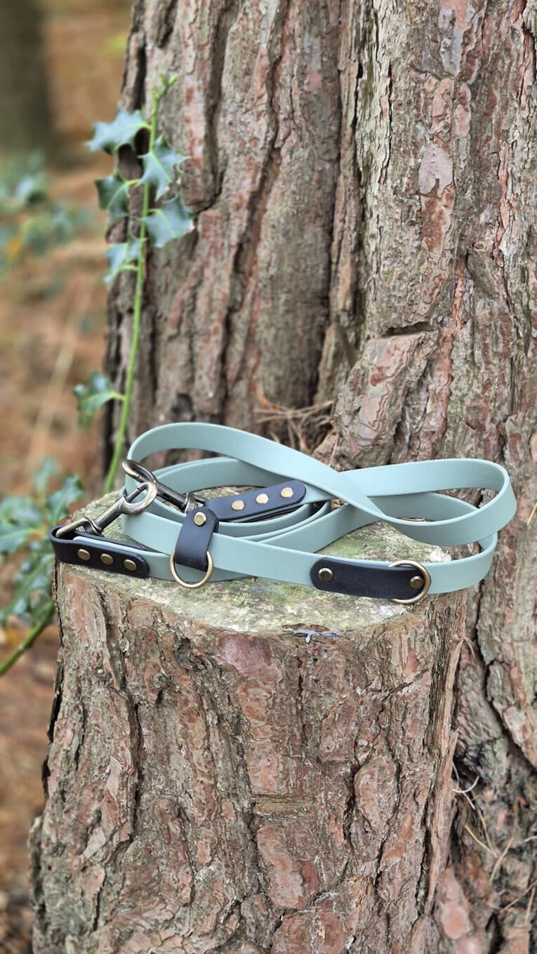 A light blue dog lead with black and gold metal accents is coiled and resting on the rough bark of a tree trunk outdoors, with green ivy leaves in the background.
