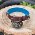 The Driftwood Tapered Collar, featuring brown and blue tones with a brass buckle and D-ring, is showcased wrapped around a dark stone on a tree trunk slice, evoking earthy driftwood hues amid soft green surroundings.