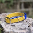 A yellow and blue dog collar with a silver buckle and D-ring rests on a weathered tree stump, with a blurred green outdoor background.
