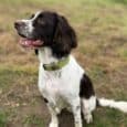 A brown and white dog wears a green Custom Single Colour Collar whilst sitting on grass in a field, looking alert and happy with its mouth slightly open.