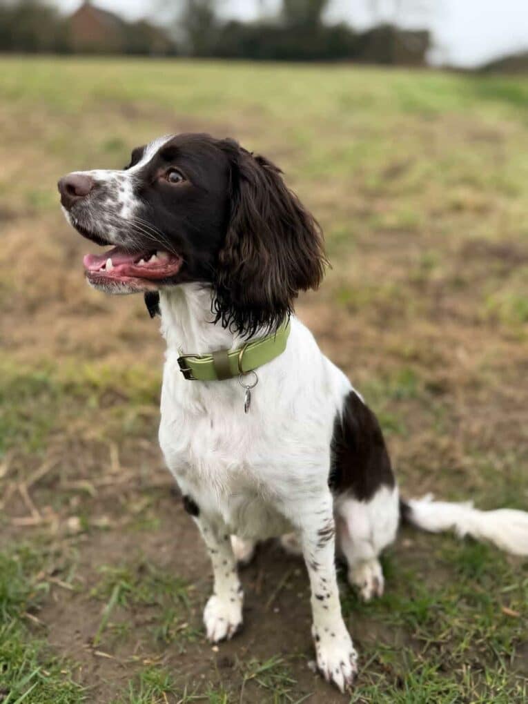A brown and white dog wears a green Custom Single Colour Collar whilst sitting on grass in a field, looking alert and happy with its mouth slightly open.