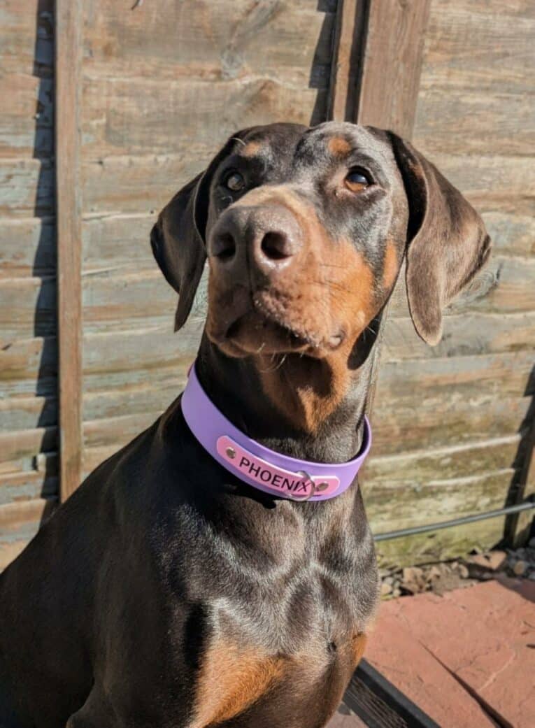 A Dobermann with a shiny brown and black coat sits outdoors, sporting a light purple Custom Half Slip Collar with a heart-shaped tag that says "PHOENIX." Sunlight highlights its face against a wooden fence in the background.