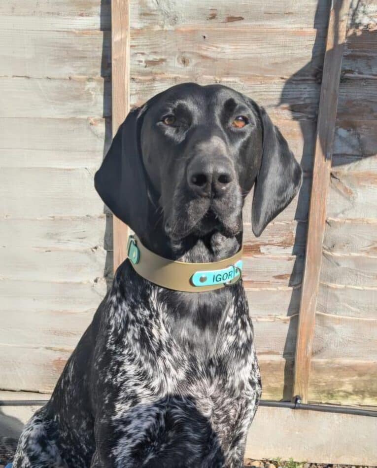 Black and white spotted dog wearing a tan custom half slip collar with blue personalised nameplate against wooden fence.