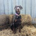 A brown Dobermann wearing a Custom Half Slip Collar sits upright on straw bales in front of a corrugated metal wall, gazing at the camera.
