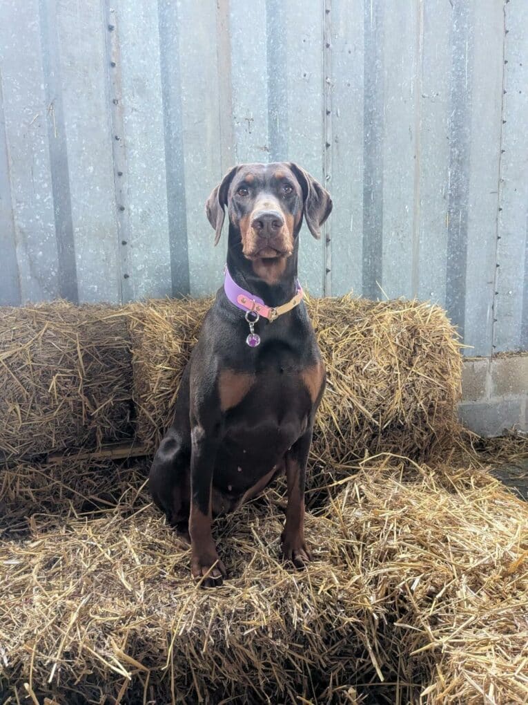 A brown Dobermann wearing a Custom Half Slip Collar sits upright on straw bales in front of a corrugated metal wall, gazing at the camera.
