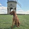 Brown BioThane lead with navy hardware attached to dog sitting in field before historic windmill.