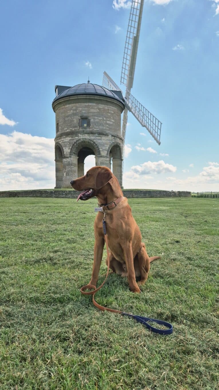 Brown BioThane lead with navy hardware attached to dog sitting in field before historic windmill.