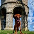 Reddish-brown dog standing on stone wall beneath historic tower, wearing navy and light brown waterproof lead.