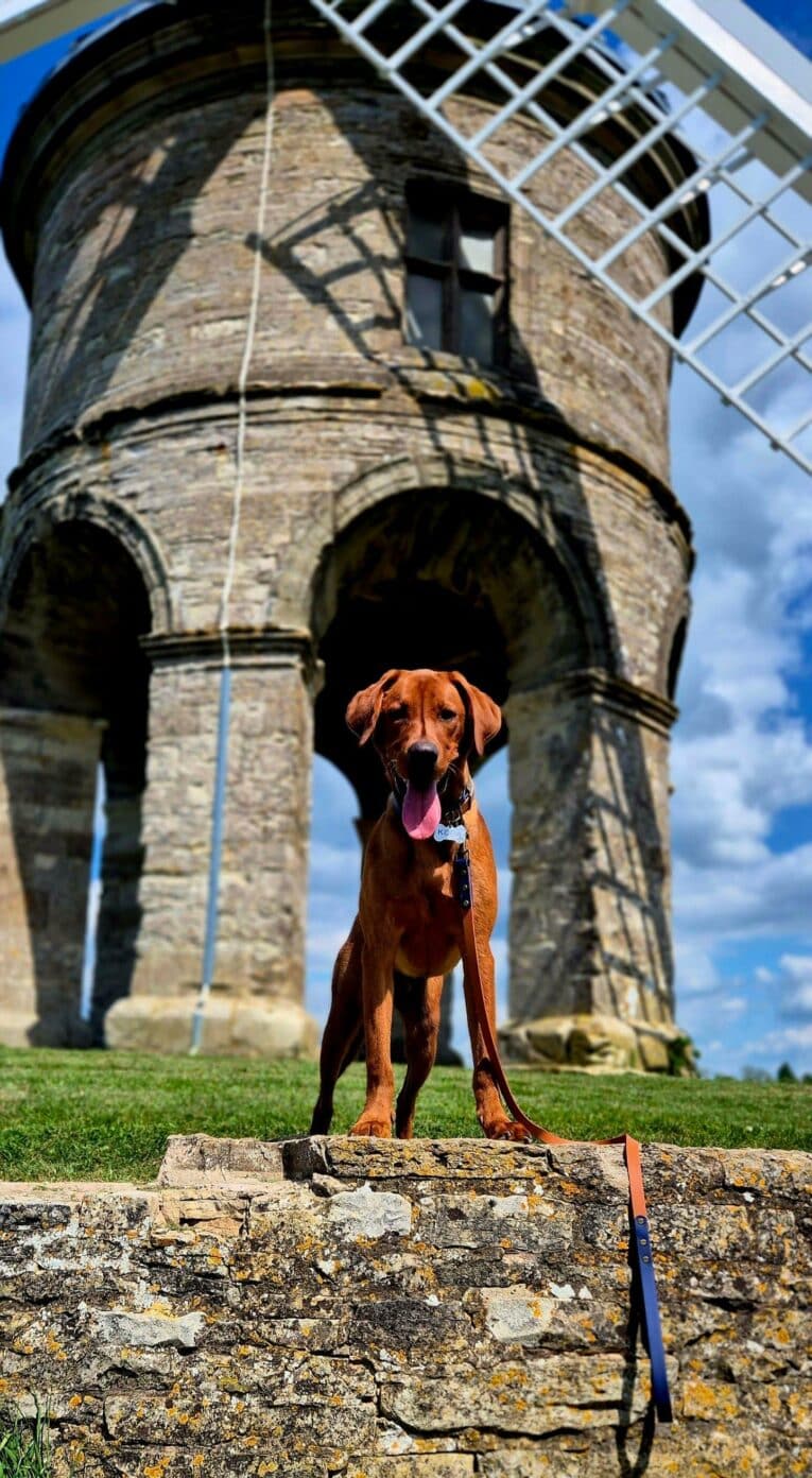 Reddish-brown dog standing on stone wall beneath historic tower, wearing navy and light brown waterproof lead.