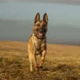 A happy, energetic brown and black dog wearing the Saffron Grove Tapered Collar runs towards the camera through a field of dry grass beneath a cloudy sky.