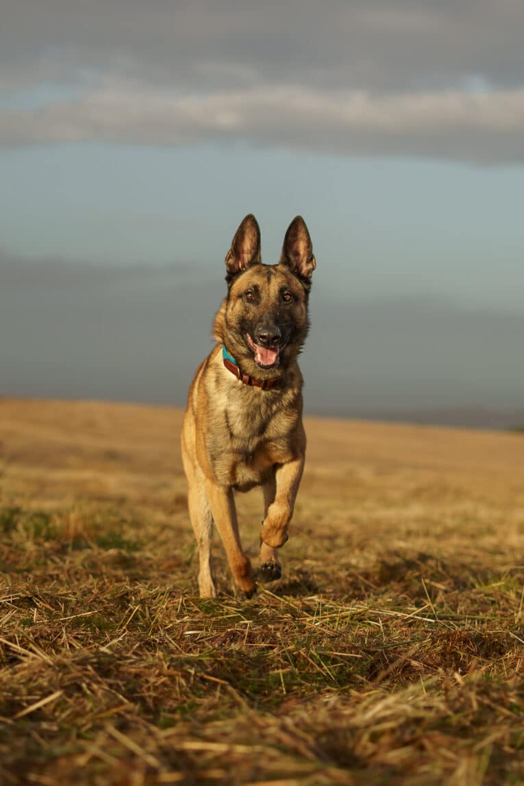 A happy, energetic brown and black dog wearing the Saffron Grove Tapered Collar runs towards the camera through a field of dry grass beneath a cloudy sky.