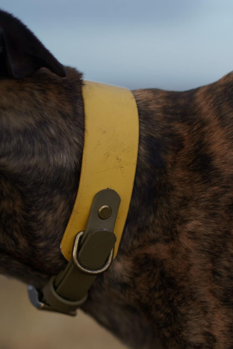 A close-up of a dog's brindle fur and neck displays the Saffron Grove Tapered Collar—saffron yellow, with a metal ring and brown leather strap; the dog’s head is partially out of frame.