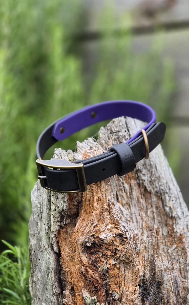 A black and purple dog collar with a brass buckle rests on a weathered tree stump, with green foliage in the blurred background.
