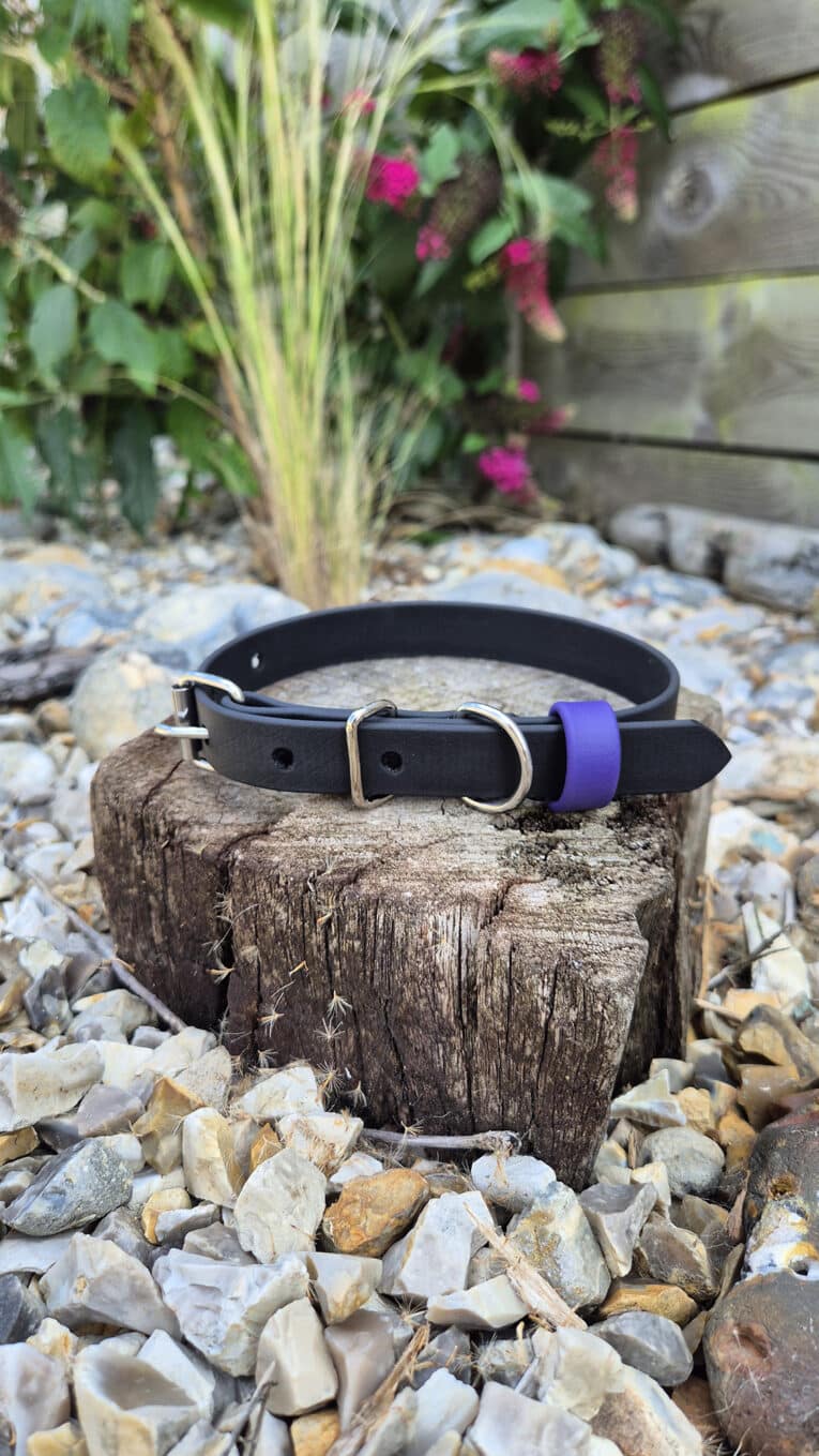 A black leather dog collar with a purple tag rests on a tree stump surrounded by rocks and plants in an outdoor garden setting.