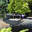 A black leather dog collar with a metal buckle and a purple ring sits on a sunlit rock, surrounded by green foliage in a garden.