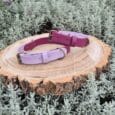 Two dog collars, one light purple and one magenta, rest on a round wooden slab surrounded by silvery-green foliage.