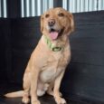 A light brown Labrador Retriever wearing a Custom Single Colour Collar sits on a black wooden bench, looking ahead with its mouth open and tongue out. Corrugated metal panels form the background.
